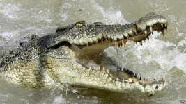Salt Water Crocodile.jpg