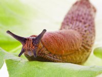 Slug.jpg Slug.jpg