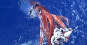 Colossal Squid.jpg Colossal Squid.jpg