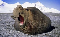 Elephant Seal.jpg Elephant Seal.jpg