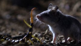 Grasshopper Mouse.jpg Grasshopper Mouse.jpg