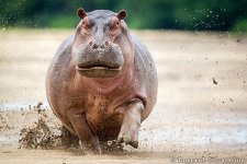 Hippo.jpg