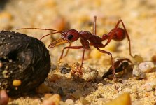 Bulldog Ant.jpg Bulldog Ant.jpg