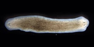 Planarian.jpg Planarian.jpg