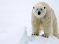 Polar Bear.jpg Polar Bear.jpg