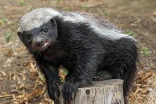 Honey Badger.jpg Honey Badger.jpg