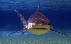 Bull Shark.jpg Bull Shark.jpg