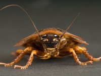 Cockroach.jpg Cockroach.jpg