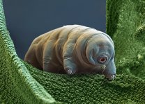 Tardigrade.jpg Tardigrade.jpg
