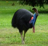 Cassowary.jpg Cassowary.jpg