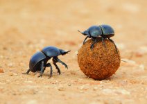Dung Beetle.jpg Dung Beetle.jpg