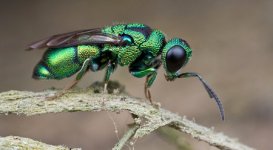 Jewel Wasp.jpg Jewel Wasp.jpg