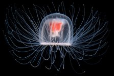 Immortal Jellyfish.jpg Immortal Jellyfish.jpg
