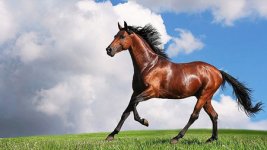 Horse.jpg Horse.jpg