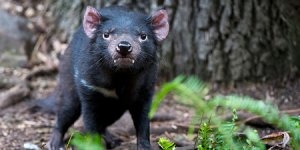 Tasmanian Devil.jpg Tasmanian Devil.jpg