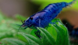 Blue Diamond Tiger Shrimp.jpg Blue Diamond Tiger Shrimp.jpg