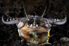 Bobbit Worm.jpg Bobbit Worm.jpg