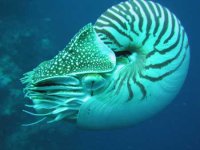 Nautiloid.jpg Nautiloid.jpg