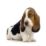 Basset Hound.jpg Basset Hound.jpg