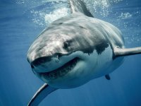 Great White.jpg Great White.jpg