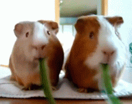 cute-animal-pictures-guinea-pigs-chewing-grass-animated-gif.gif