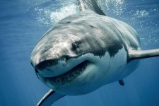 Great White.jpg Great White.jpg