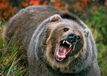Grizzly Bear.jpg Grizzly Bear.jpg