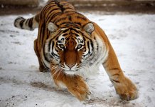 Siberian Tiger.jpg Siberian Tiger.jpg