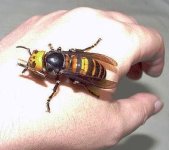 Asian Giant Hornet.jpg Asian Giant Hornet.jpg