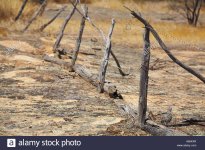 rickety-old-wire-fence-in-the-aussie-bush-A65KXR.jpg