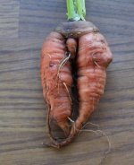 carrot.jpg