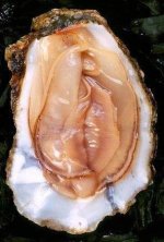 oyster.jpg