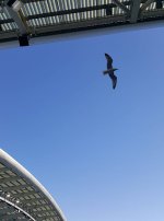 SEAGULL.jpg