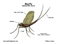 mayfly_diagram.jpg