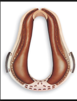 horses collar.png