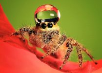 jumping-spider-waterdrop-hats-uda-dennie-5.jpg