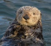 Sea_Otter.jpg