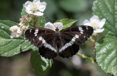 White Admiral NSC.JPG