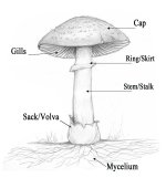 Mushroom_Diagram_WO_Logo.jpg