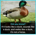 did-you-know-if-it-looks-like-a-duck-sounds-25977601.png