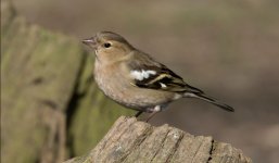 Chaffinch Female.JPG