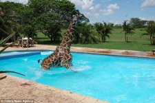 giraffe on holiday.jpg