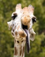 hangover-giraffe.jpg