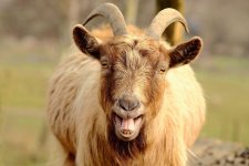 goat-mouth-open-teeth.jpg.838x0_q80.jpg