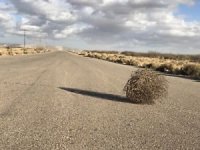 tumbleweed-300x225.jpg