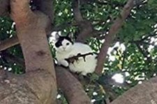 Oregon-police-respond-to-report-of-cat-armed-with-gun-shaped-stick.jpg