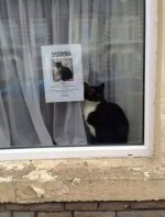 missing-cat-poster-found-next-6.jpg