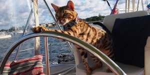 captain-cooper-sailor-cat.jpg