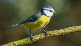 blue_tit.jpg