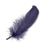 feather_PNG12959.png
